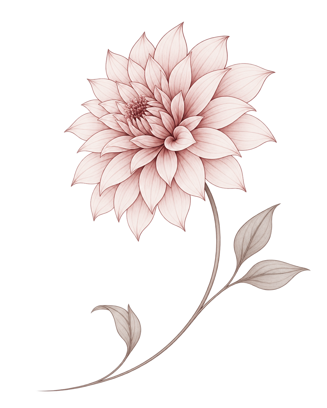 A full blush dahlia bloom with a graceful stem and restrained leaves